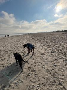 two dogs are walking on a sandy beach at Ferienwohnung 1 - a72143 in Wangerland