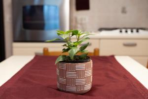 uma planta em um vaso sentado em uma mesa em Marina's Venice garden em San Giacomo