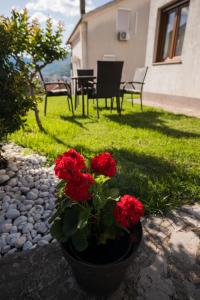 einen Blumentopf mit roten Blumen im Hof in der Unterkunft Apartman Emina in Mostar