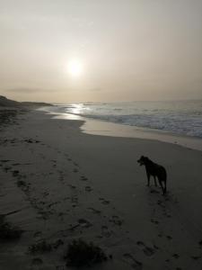ein Hund, der bei Sonnenuntergang am Strand spazieren geht in der Unterkunft Ker Loïc, Les Dunes, La Mer in Saint-Pabu
