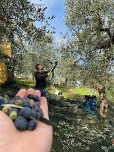 Επισκέπτες που μένουν στο Borgo albergo vulturis