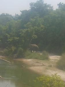 an elephant standing in the grass near a river at Jungle Base Camp in Bardia