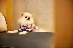 a small dog wearing a shirt sitting on a bed at Playce Camp Jeju in Seogwipo