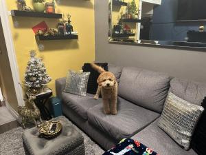 a teddy bear sitting on a couch in a living room at Luxury one bedroom condo in Kitchener
