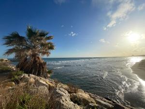 una palmera en una playa con el océano en Bungalows Pescador, en Segur de Calafell