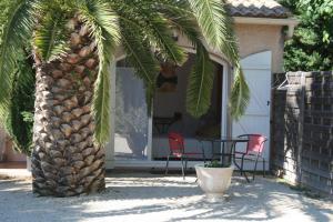 a palm tree with two chairs and a table on a patio at Mas des Petits Loups in Cabrières