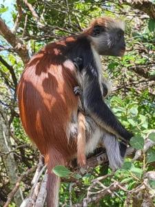 un mono sentado sobre un árbol en BELLA VISTA homestay en Dimbani
