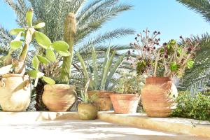 un gruppo di piante in vaso che siedono su un muro di Dar Shams a Hara Srira
