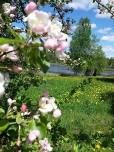 un ramo de flores rosas en un campo de hierba en Līgatnes Zemturi, en Augšlīgatne