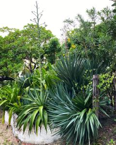 Une bande de plantes dans un jardin dans l'établissement Casa Acquamarina, à Atins