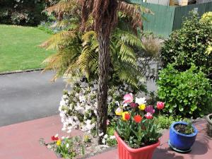 a garden with flowers in pots and a palm tree at Maple Lodge Motel in Matamata