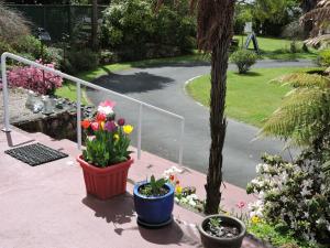 a view of a garden with flowers in pots at Maple Lodge Motel in Matamata