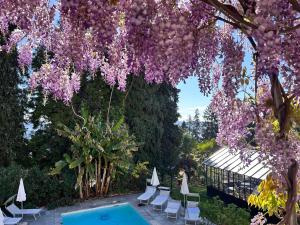 un árbol con flores púrpuras sobre una piscina en White Lilac Romantic B&B - Adults only, en Arona