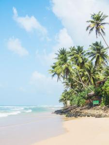 アハンガマにあるVIVO Brand New Beach Studio Hot Water Fast Internetのヤシの木と海のビーチ