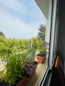 uma janela com vasos de plantas no parapeito da janela em Appartement Pied Dans L'eau ! em Beni Khiar
