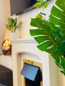 a fireplace with a green plant next to it at Mount Pleasant Retreat in Troed-y-rhiw