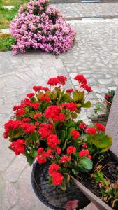 Banda czerwonych kwiatów w doniczce w obiekcie Apartment Lavinia w mieście Zadar