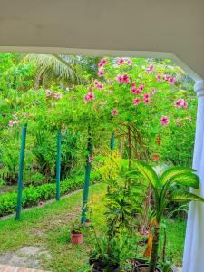 a garden with pink flowers and green plants at Villa Soa in Ile aux Nattes