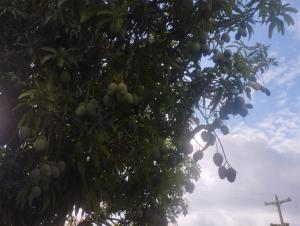 Un árbol con mucha fruta. en Cabañas Raysa y Alejandro Ternura #2, en Las Galeras