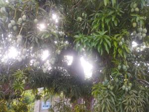 Un árbol con mucha fruta. en Cabañas Raysa y Alejandro Ternura #2, en Las Galeras