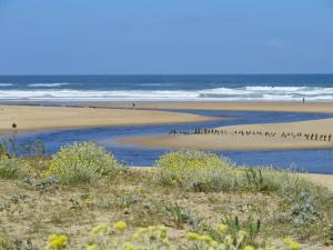 a group of birds standing on a beach at Appart 4 à 5 Pers face au golf 700m de l'océan in Moliets-et-Maa