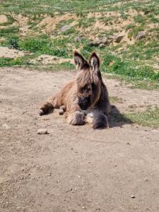 un burro marrón tirado en el suelo en la tierra en Gîte Pleine Nature, en Mas-des-Cours