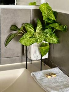 a plant sitting on a stand next to a bath tub at Casa 11 in Guatemala