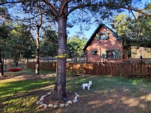 a cat standing next to a tree in front of a house at Pożarowo domek na mazowszu in Królewo +7 photos