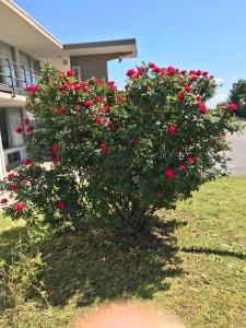 un arbusto de rosas rojas delante de un edificio en Delux Inn, en Macon