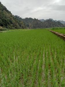 a field of grass with mountains in the background at Ba Be Village Homestay in Bak Kan