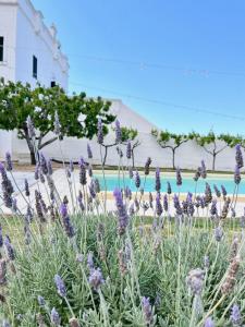 a field of purple flowers in front of a building at Masseria Mammella in Monopoli