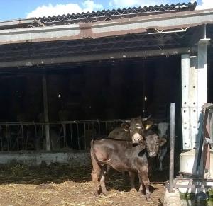 Zvieratá na farme alebo blízkom okolí