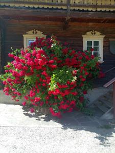 krzak czerwonych kwiatów przed budynkiem w obiekcie Obenfigerhof w Kals am Großglockner