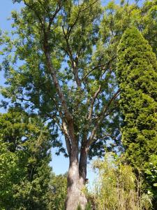 a large tree in the middle of some bushes at Memorie1 Lust auf Zuhause Ferien in der Provinz in Herford