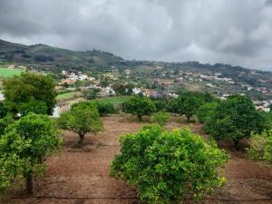 a group of trees with a town in the background at La Casa de Teror in Teror