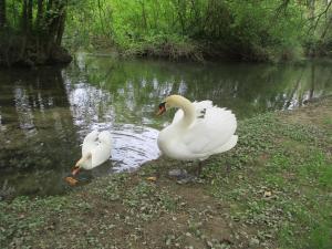 Zwei weiße Schwäne stehen im Wasser in der Unterkunft Prox ANGOULEME,,5km A10 et RN141 ,,maison calme,,parkingS ! in Sireuil