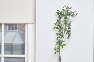 a green plant hanging from a window at The Cozy Central Bath Duplex in Bath
