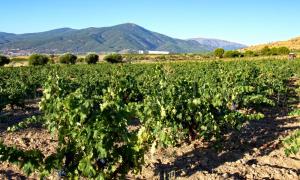 un campo de cultivos con montañas en el fondo en Hotel TIERRAS DE CEBREROS en Cebreros