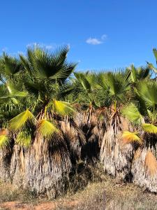 Afbeelding uit fotogalerij van Glamping Casa Esteval in Rocha Amarela