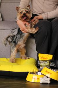 a dog is sitting on a persons lap at Loft7 in Lviv