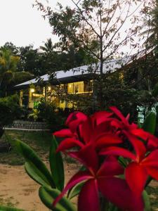 uma flor vermelha em frente a uma casa em Lotus cool hotel and restaurant em Ibbagomuwa
