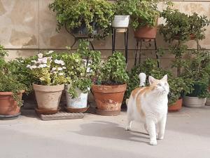 a cat standing in front of a bunch of potted plants at Casa Juana Michibert in Daimiel