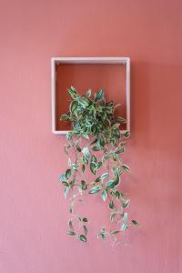una planta verde está colgada en una pared rosa en Le petit chez vous, en Bergerac