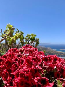a pile of red flowers with the ocean in the background at Morea Bay View in Tourlotí