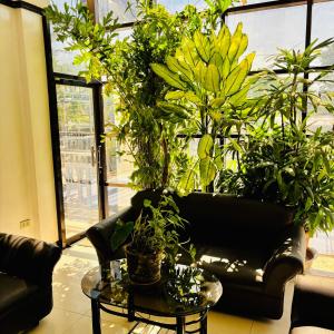 salon z kanapą z roślinami w obiekcie Offshore Hotel w mieście General Santos