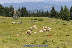 a herd of cows grazing in a grassy field at Oachkatzlschwoaf in Arnoldstein