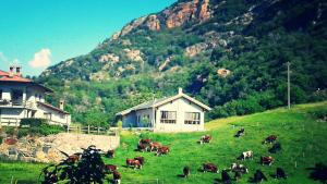 un troupeau de vaches herbivores dans un champ devant une maison dans l'établissement Agriturismo Le Rocher Fleuri, à Bard