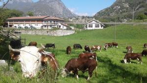 een kudde koeien die op een grasveld grazen bij Agriturismo Le Rocher Fleuri in Bard