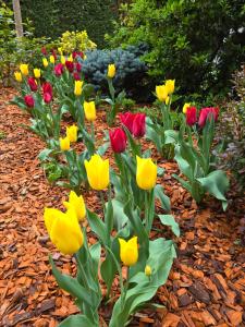 プロイェシュティにあるHotel Yarusの庭の色彩豊かな花束