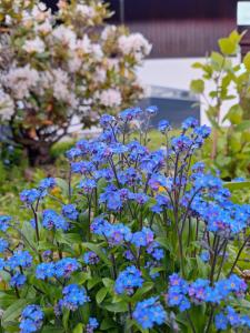 A garden outside Haus Rieder